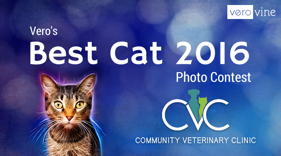 Vero's Best Cat Photo Contest 2016