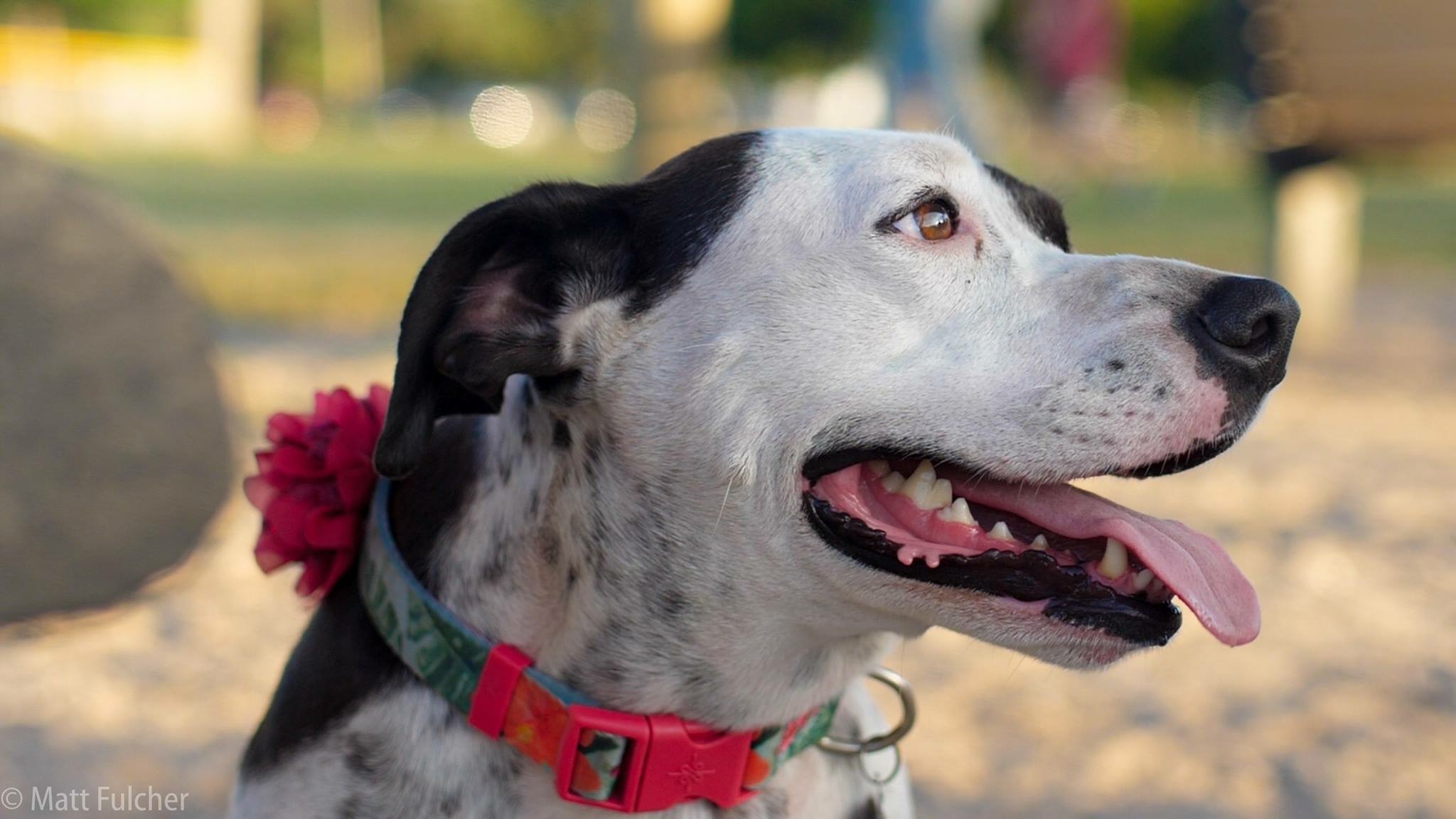 When you need a Smile, go to the Vero Beach Dog Park .