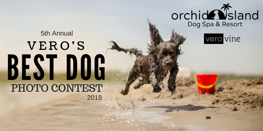 Vero's Best Dog Photo Contest 2018